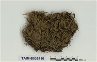 藏品(棉苔屬)的圖片